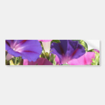 Morning Glory Vines Bumper Sticker