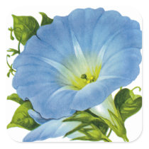 Morning Glory Vintage Seed Packet Sticker