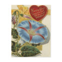 Morning Glory VIntage Valentine postcards