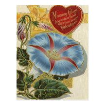 Morning Glory VIntage Valentine Postcards