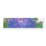 Morning Glory (What's the Story?) bumper stickers