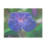 Morning Glory (What's the Story?) postcards