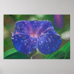Morning Glory (What's the Story?) posters