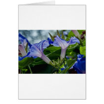Morning Glory X 2 Greeting Cards