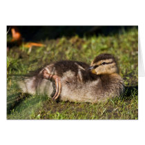 Morning Grooming Greeting Cards
