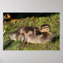 Morning Grooming Posters