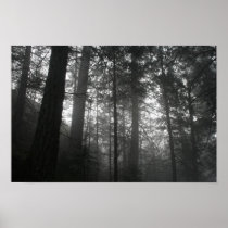 Morning Light Poster