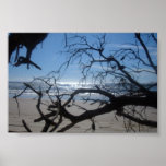 Morning Light Posters