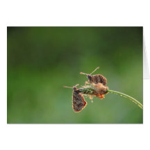 Morning Love - small butterflies Greeting Cards