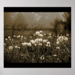 Morning Mist Dandelions poster posters
