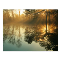 Morning Mist Post Cards