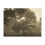 Morning Mist Postcards