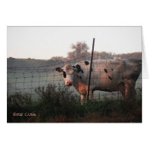 "Morning Moo" Cards