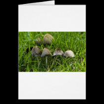 Morning Mushrooms cards
