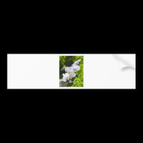 Morning Orchids bumper stickers