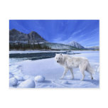 Morning Patrol white wolf river postcard