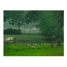 Morning Pond Pasture Postcard