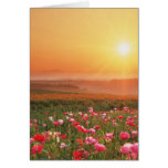 Morning Poppies Card