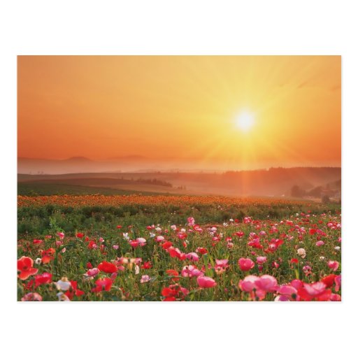 Morning Poppies Postcard