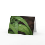 Morning Rain on Blades of Grass Greeting Cards
