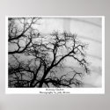 Morning Shadow posters