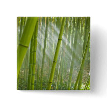 Morning sunlight filtering through bamboo
