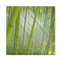 Morning sunlight filtering through bamboo