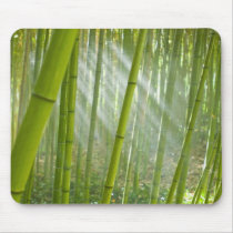 Morning sunlight filtering through bamboo