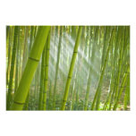 Morning sunlight filtering through bamboo photography