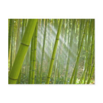 Morning sunlight filtering through bamboo