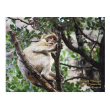 Morocco-Barbary Macaque Post Cards