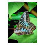 Morphed Butterfly on Leaf