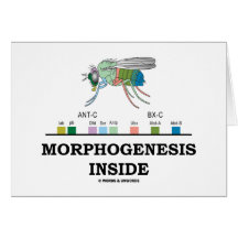 Morphogenesis Inside (Fruit Fly Drosophila Genes) Card