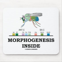 Morphogenesis Inside (Fruit Fly Drosophila Genes) Mousepads