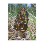 Morrell Mushroom postcards