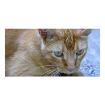 Morris Personalized Photo Card