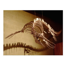 Mosasaur - "Sea Lizard" Post Card
