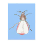Mosquito Bite postcards