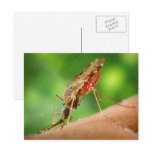 Mosquito Full of Blood Postcard