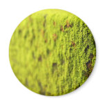 Moss magnets