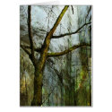 Moss on Tree_card
