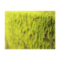 Moss Post Card