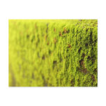 Moss postcards