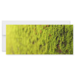 Moss rack cards