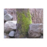Mossy Oak Tree Postcard