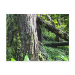 Mossy Trunk