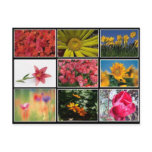Most Beautiful Flowers Collage Postcard