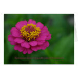 Most folks pink zinnia flower cards