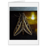 Moth and Lightbulb cards