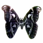 Moth Black Christmas Tree Ornament The MUSEUM photo sculptures
